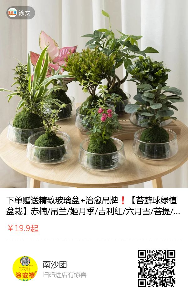 绿植盆栽